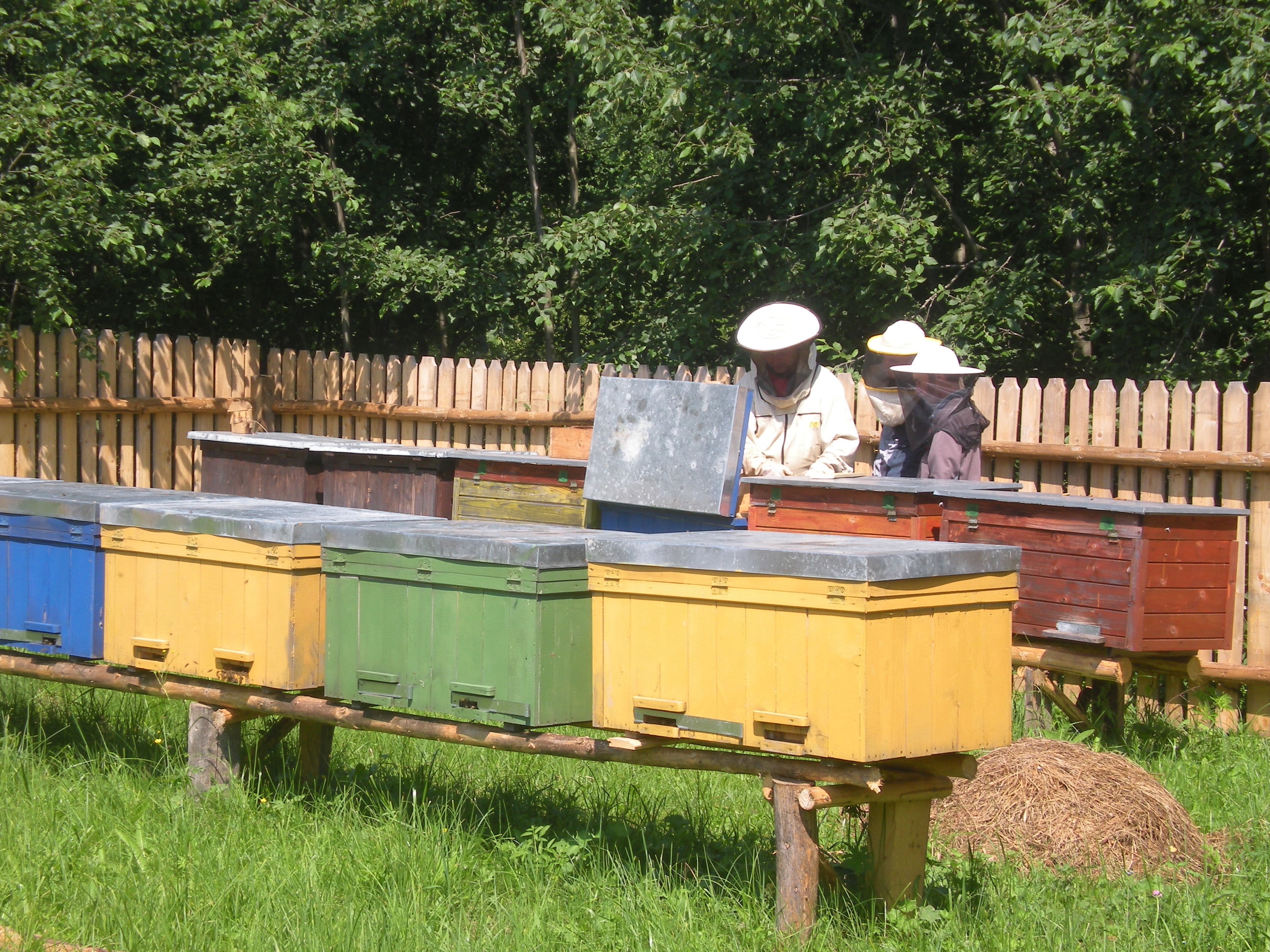 Méhészkedés, Sajgó-kert
